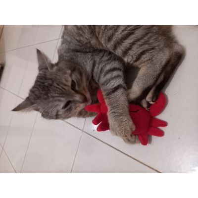 Caccia al granchio