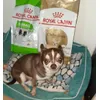 Royal Canin Chihuahua Adult