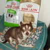 Royal Canin Chihuahua Adult
