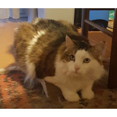 Camillo col grattino ad onda