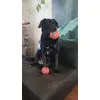 Lievelingsballen