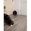 Favoriete speeltjes