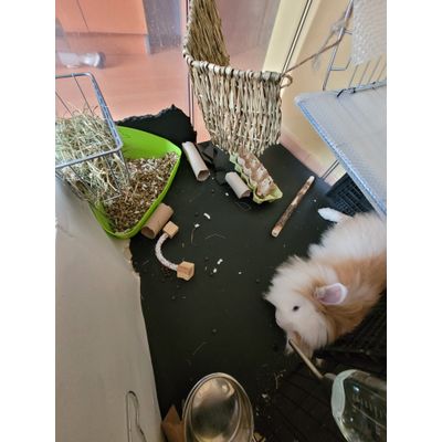 Fifi cu noii peleti din paie si cativa de Hartie