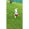 Bulterier Ja To Nebyl Rea Eccebull
