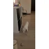 Bou