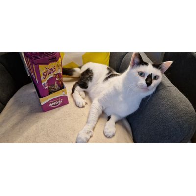 Panda avec whiskas stick
