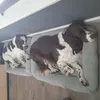 Heerlijke manden voor Yumper en Bohdi