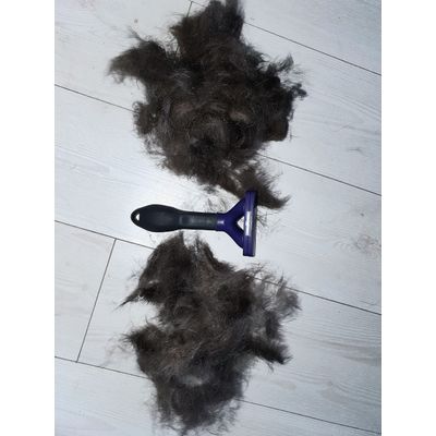 from 2 cats brushed couple min