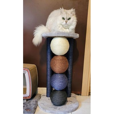 Gaya adore