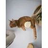 Kattenwand