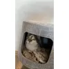 Tofu
