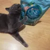 purina