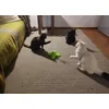 Funny Butterfly and Happy Cats