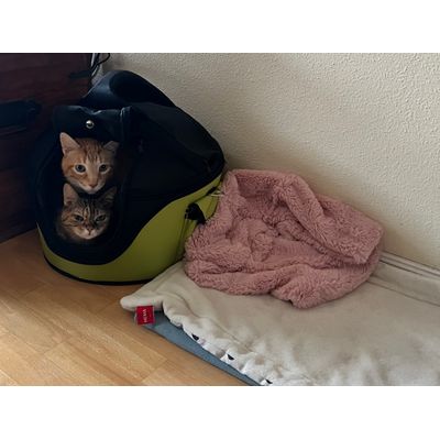 Timbo y Fiona disfrutando de su nuevo espacio
