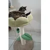 Miau