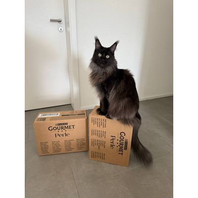 Mes chats adorent purina gourmet perle