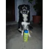 Yago e lo shampoo Furminator