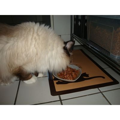 mein Kater beim Fressen