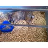 Kuki durmiendo placidamente