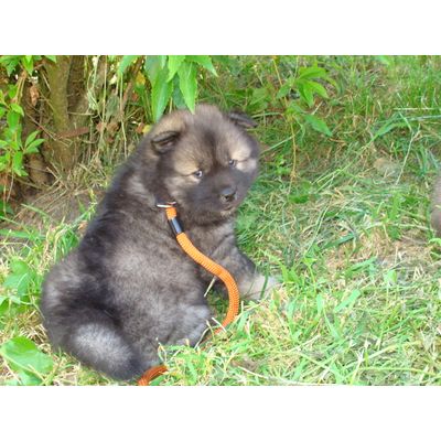 Jenka chiot eurasier
