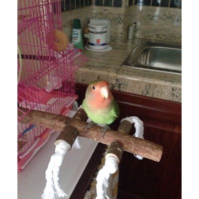 Tuco