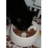 Napf mit Kater