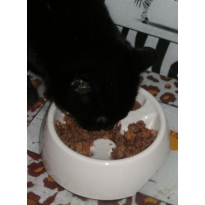 Napf mit Kater