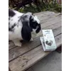 Friandises Bunny