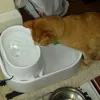 My cat loving the dog mate water fountain