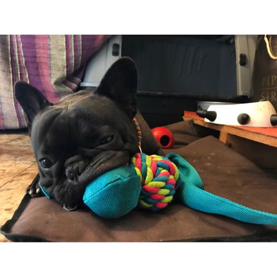 Koi e wubba L