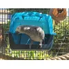 Morgan enjoying a bath in the sun