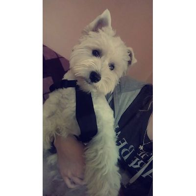 Polecam