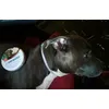 collare seresto amstaff SILVER 6 anni