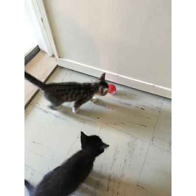 Mijn katten zijn heel blij