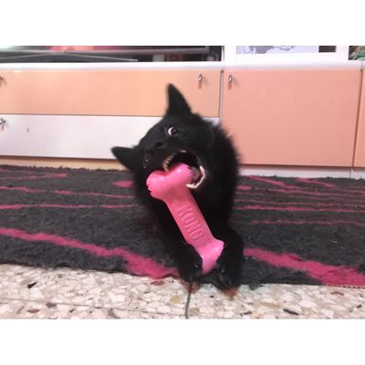 Kime loves her bone