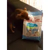A Nyca le encanta su pienso