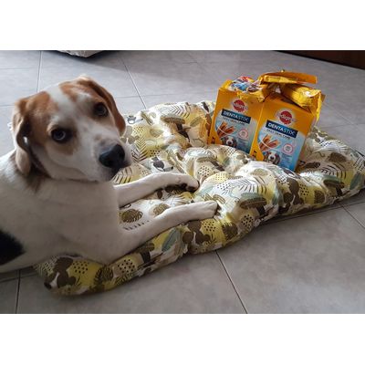 OLIVER GUARDIANO DEI SUOI STICK