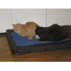 Stinky e Alice sul materasso di Luke
