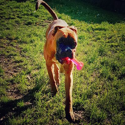 boxer lieben knochen