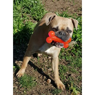super spielzeug TPR Knochen
