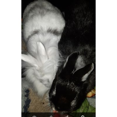 Schneeflocke und Bagira