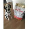 Croquettes dalmatien 