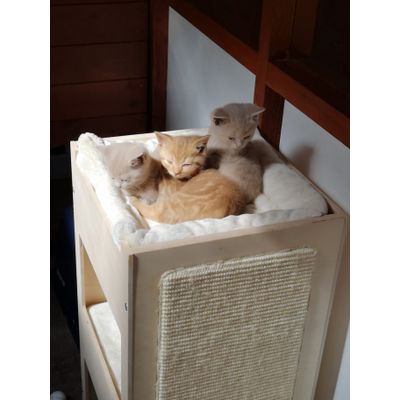 Cosy kittens