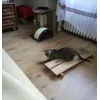Pluszowe myszki 6 szt