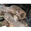 Spiny mice 