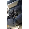 Balou Et Reikia