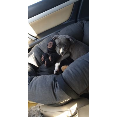 Balou Et Reikia