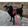 Tobia con Julius-K9 IDC
