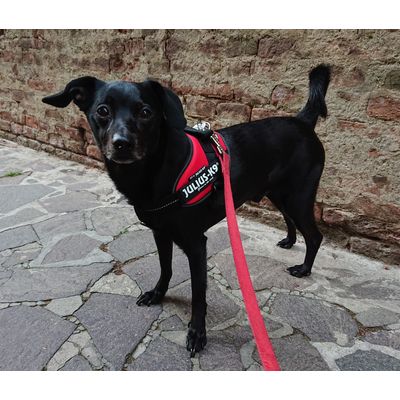 Tobia con Julius-K9 IDC