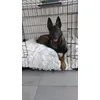 Hondenkussen trixie